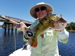 Peacock Bass under the bridge